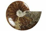 Polished Ammonite Fossil - Madagascar #191510-1